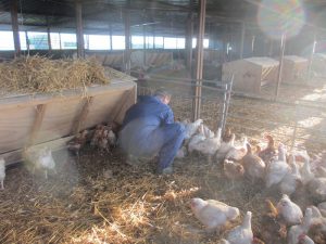 Check biologische kippen