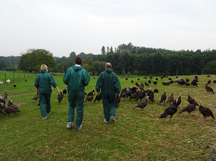 Biologisch kippen en kalkoen controle