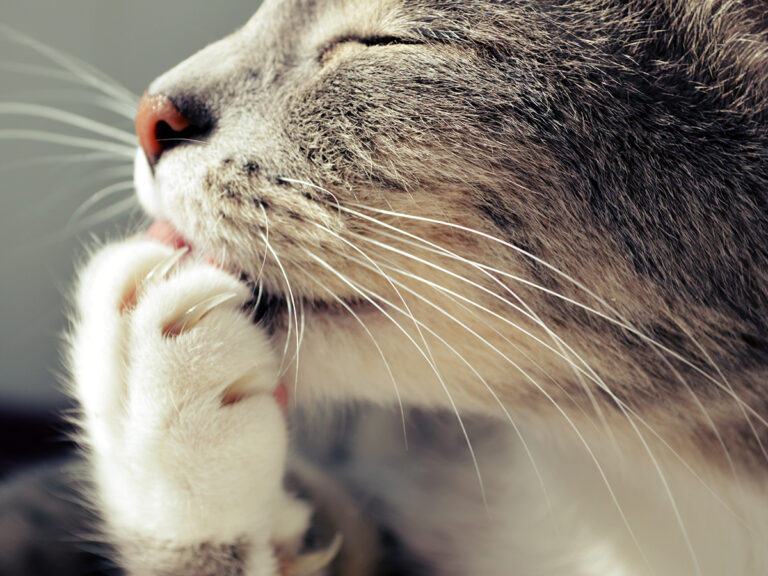 gezond gebit bij katten