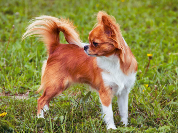 allergieën van een hond