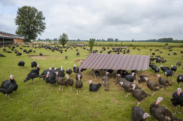 Kwaliteitscontrole biologisch kippen en kalkoen boerderij