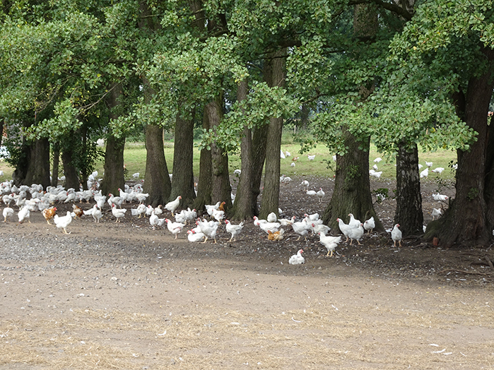 Bio kippen en kalkoen boerderij controle