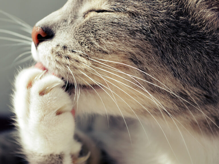 cat and allergies