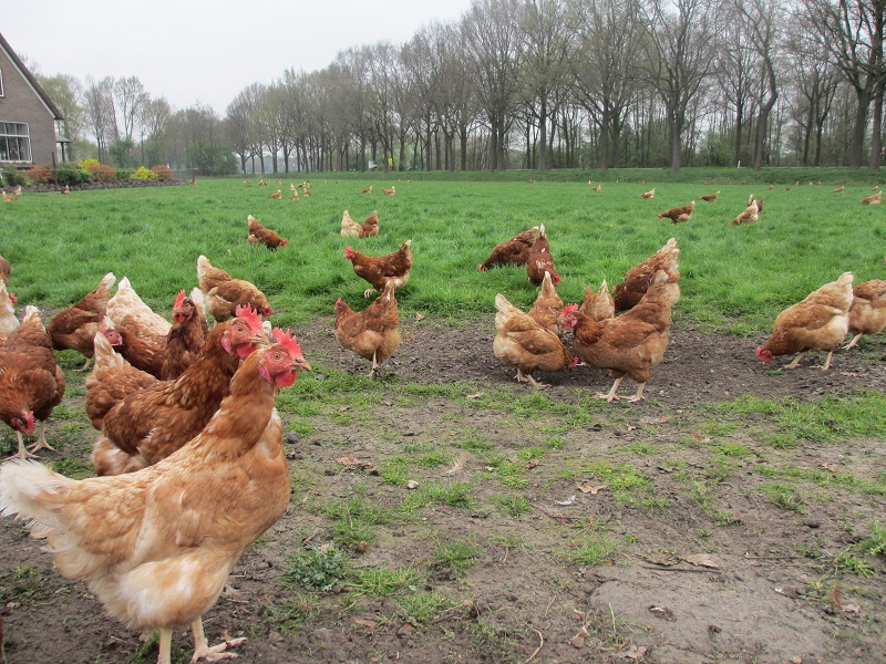 biologische kippen in dierenvoer