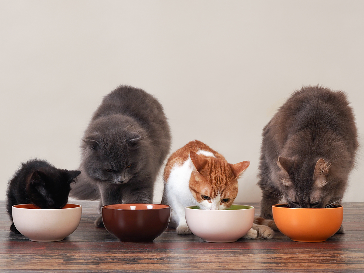 onmisbare voedingsstoffen voor katten